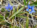 Himalayan Pygmy Gentian